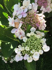 Hortensia en fleur