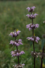 Two clinopodium vulgare flowers in the field