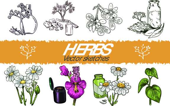 Valerian Flowering Plant Fresh And Dry And Perfume Bottle, Yohimbe Branch Bark And Cinchona Tree Bark, Feverfew Or Chamomile Or Camomile Daisy Plant, Devil's Claw Mojave Vector Illustrations