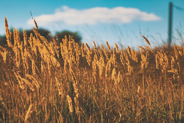 golden wheat field