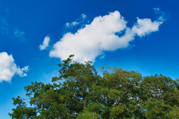 木の向こうに見える青空