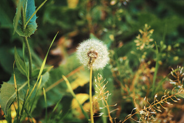dandelion seed head