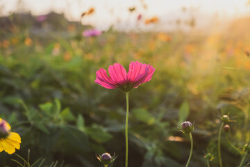 Cosmos flowers field in the Sunset at Chiangrai Thailand