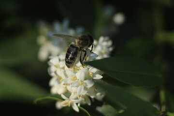 bee on a flower