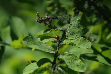 red currant bush