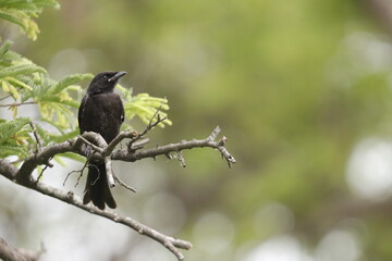 Black cuckoo bird on the  tree branch