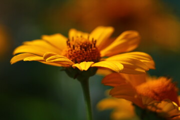 flower of calendula