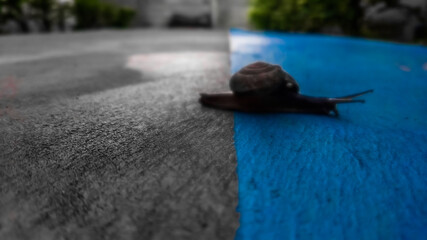 Blur image of a snail on the floor