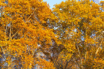 Hubei Wuhan Liberation Park late autumn scenery