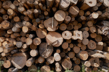 Pile of pine logs in a sawmill for further processing into pellets