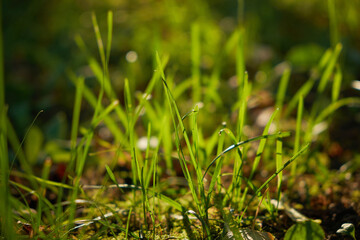 Green grass in the meadow. Lawn in a city park with trimmed grass. Sun rays and glare. Horizontal photography. Forest in spring or summer. Ecology concept. Blurry bokeh.