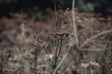 Meadows, an endless inspiration