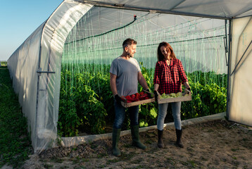 Two middle-aged farmers working together in a greenhouse, holding box of paprika in hands.