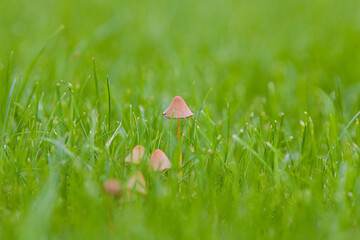 Close up view of some mushrooms grown up in grass lawn