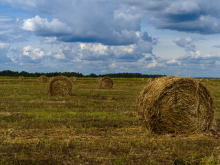 straw stacks in the field