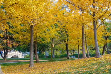 Hubei Wuhan Liberation Park late autumn scenery