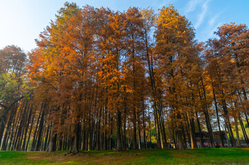Fototapeta premium Hubei Wuhan Liberation Park late autumn scenery