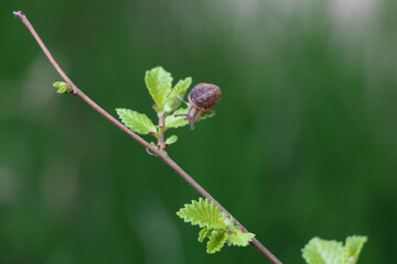 A very tiny Snail on a tiny green leaf