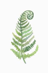 A fern leaf in a Botanical style, hand-painted watercolors are ideal for decorating postcards, prints for fabric in boho and eco style. You can use it to create a frame. © Дарья Артемова