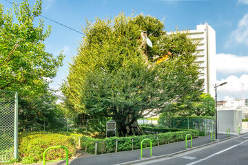 港区高輪の旧細川邸のシイ