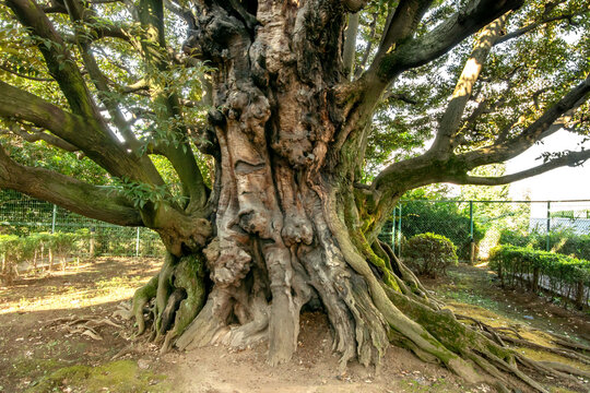 69 件の最適な スダジイ 画像、ストック写真、ベクター Adobe Stock