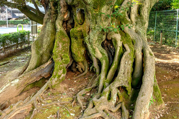 港区高輪の旧細川邸のシイ