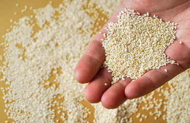 White sesame seeds in man hand, closeup detail, blurred yellow board with more in background