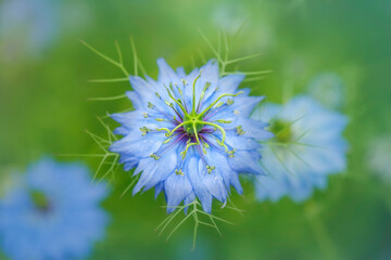 Love in a mist flower, Nigella damascena