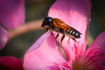 A honeybee in search of nectar in early winter