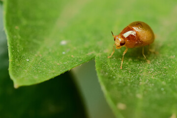 A tiny leaf insect in search of food!  