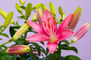 Fototapeta premium beautiful pink lily flowers - blossom and buds