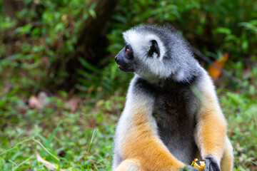A diademed sifaka in its natural environment in the rainforest on the island of Madagascar