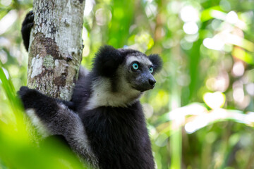 An Indri lemur on the tree watches the visitors to the park