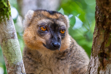 A portrait of a red lemur in its natural environment