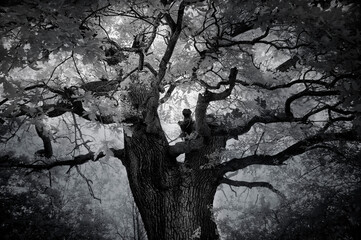 Fototapeta na wymiar Beautiful Oaktree, West London, Infrared photograph