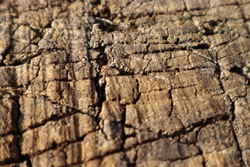 tree bark texture
