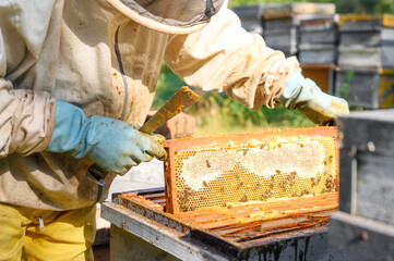 Beekeeper on apiary. Beekeeper is working with bees and beehives on the apiary. Close-up view of. High quality image