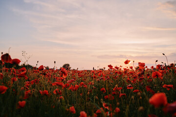 Fototapeta na wymiar Beautiful summer day. Red poppy field.