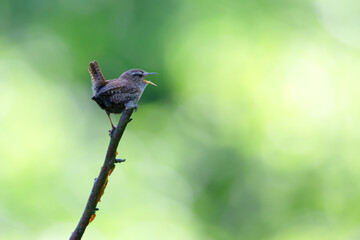 Eurasian wren (Troglodytes troglodytes) singing in the nature protection area Moenchbruch near Frankfurt, Germany.