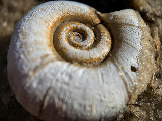 Close up macro photo shell of a large Planorbarius corneus or great ramshorn.