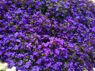 Obraz premium Purple flowers