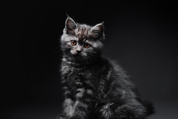 Studio shot of adorable scottish black tabby kitten on dark background.