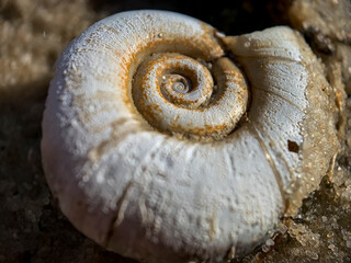 Close up macro photo shell of a large Planorbarius corneus or great ramshorn.