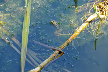 Frosch im Teich
