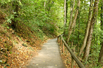 Ein Pfad durch den Wald mit einem Holzgeländer