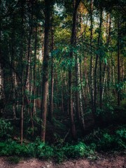 Obraz premium forest in the morning