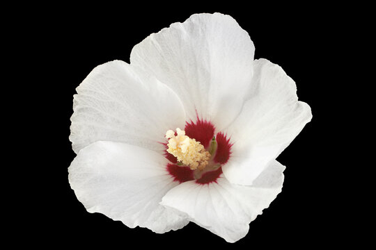 White hibiscus flower head