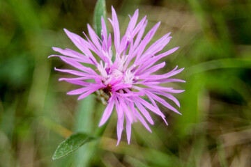 Makro Fotografie einer lila Blume auf einer grünen Wiese