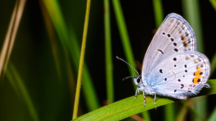 Chalk Hill Blue (Lysandra coridon) butterfly resting