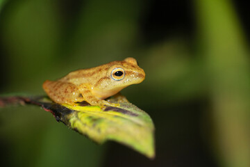 Blue, eyed Bush Frog,  Raorchestes luteolus, Agumbe, Karnataka, India